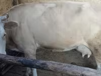 Kuh, Latvian Blue cattle — Foto 1