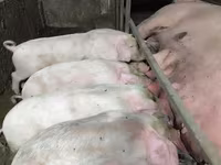 Schweine (Partie, Geschlecht nicht angegeben), Ландрас — Foto 3