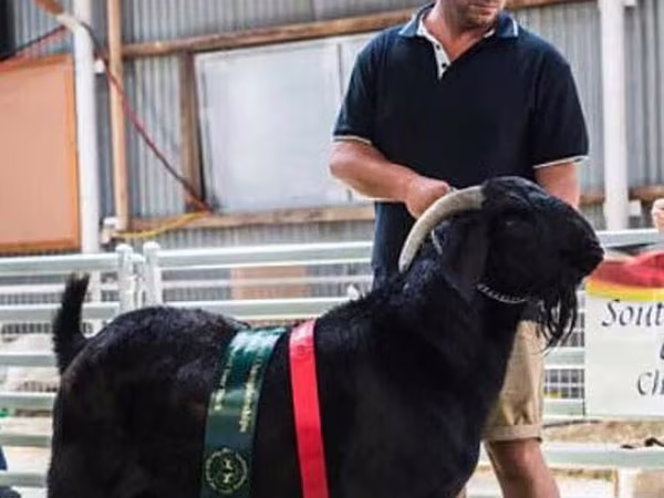 Cabra, Boer goat