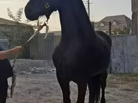 母马, Friesian — 照片 2