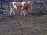 Kuh, Simmental cattle — Foto 4