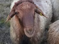 Ram, Blackheaded Persian sheep — photo 1