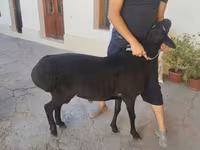 Carnero, Hissar sheep — foto 6