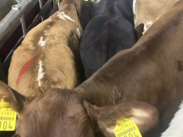 Bull, Cattle