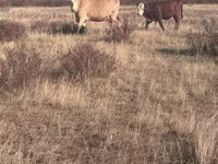 Bulle, Hereford — Foto 5