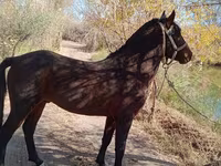Hengst, Karabair horse — Foto 2