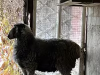 Billy Goat, Goats — photo 2