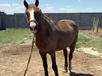Caballo, Kazakh horse — foto 8