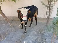 Bulle, Russian Black pied cattle — Foto 5