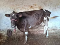 Cow, Cattle — photo 1