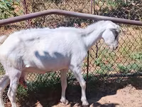 Goat, Saanen goat — photo 7
