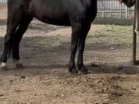 Mare, Orlov Trotter — photo 1