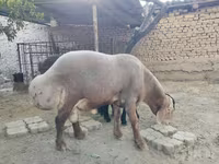 Carnero, Arashan sheep — foto 4