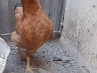 Chickens — photo 2