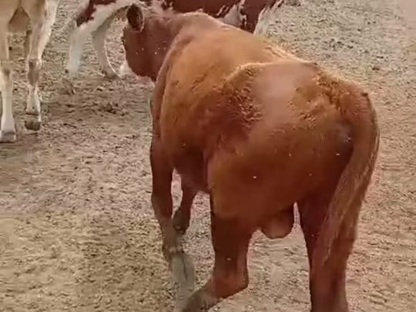 ثور, الماشية