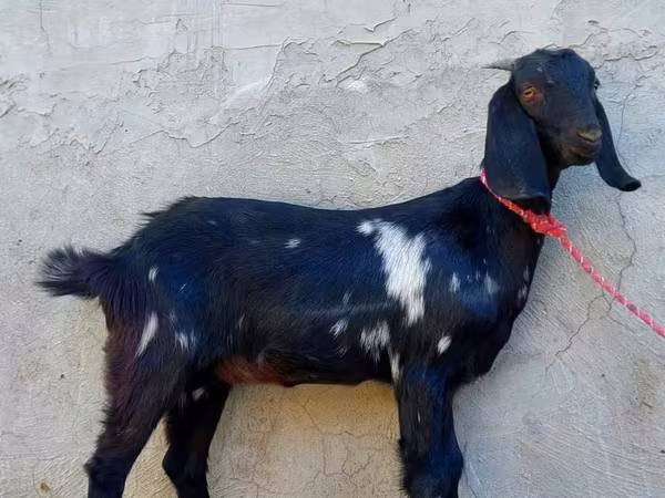 Cabra, Beetal goats