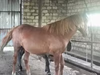Horse (M), Kustanai horse — photo 5