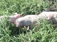 Schweine (Partie, Geschlecht nicht angegeben), Ландрас — Foto 2