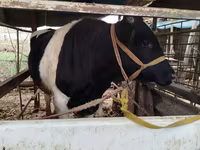 Toro, Russian Black pied cattle — foto 3