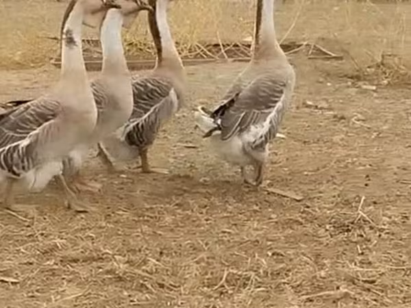 Африканский гусь