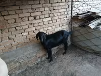 Cabra, Cabras — foto 3