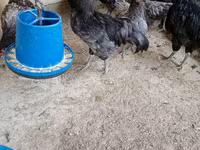 Australian Pit Game fowl — photo 6