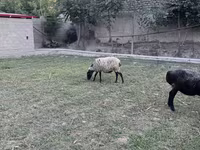 Ovejas (lote, sexo no especificado), Romanov sheep — foto 1