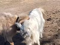 Goat, Goats — photo 2