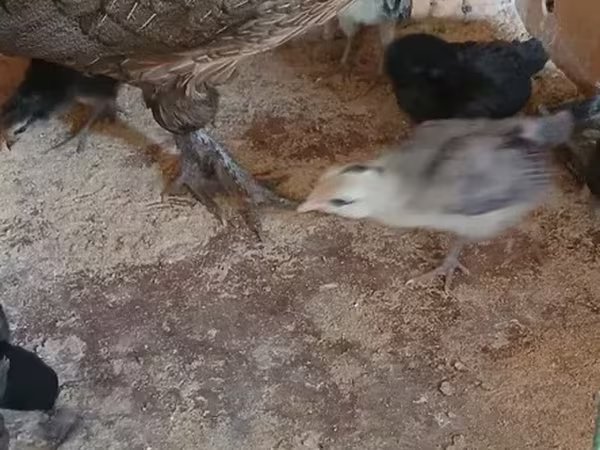 फीनिक्स