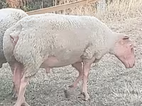 公羊, Rouge de l’Ouest sheep — 照片 1