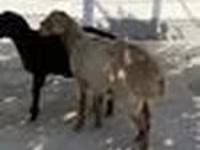 Ram, Sheep — photo 4