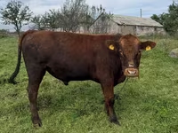 Bulle, Aberdeen-Angus — Foto 1
