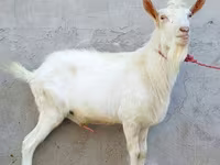 Cabro, Dutch Landrace goats — foto 4