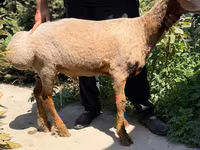 Schaf, Jaidara sheep — Foto 3