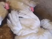 Leghorn — Foto 2