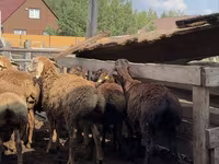 Carnero, Arashan sheep — foto 6