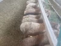 母羊, Sheep — 照片 3
