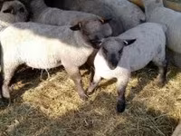 Oveja, Shroshire sheep — foto 1