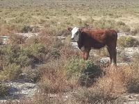 Kuh, Latvian Blue cattle — Foto 1