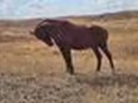 فرس, Kazakh horse — الصورة 8