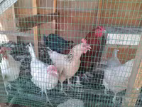 Chickens — الصورة 3