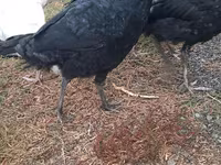 Turkeys — photo 2