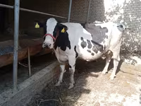 Vaca, Raza Holstein — foto 3