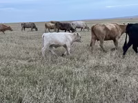 Toro, Swiss cattle — foto 6