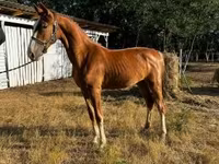 فرس, Dutch warmblood horse — الصورة 2