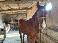 حصان, Horse breed — الصورة 1