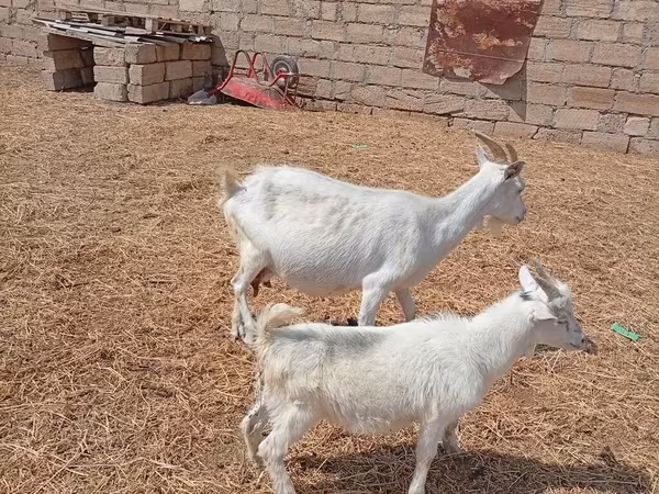 Коза, Тоггенбург коза