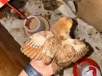 Rhode Island Red — photo 7