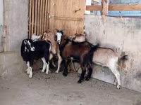Cabra, Cabras — foto 3
