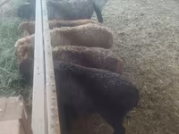 母羊, Sheep — 照片 7